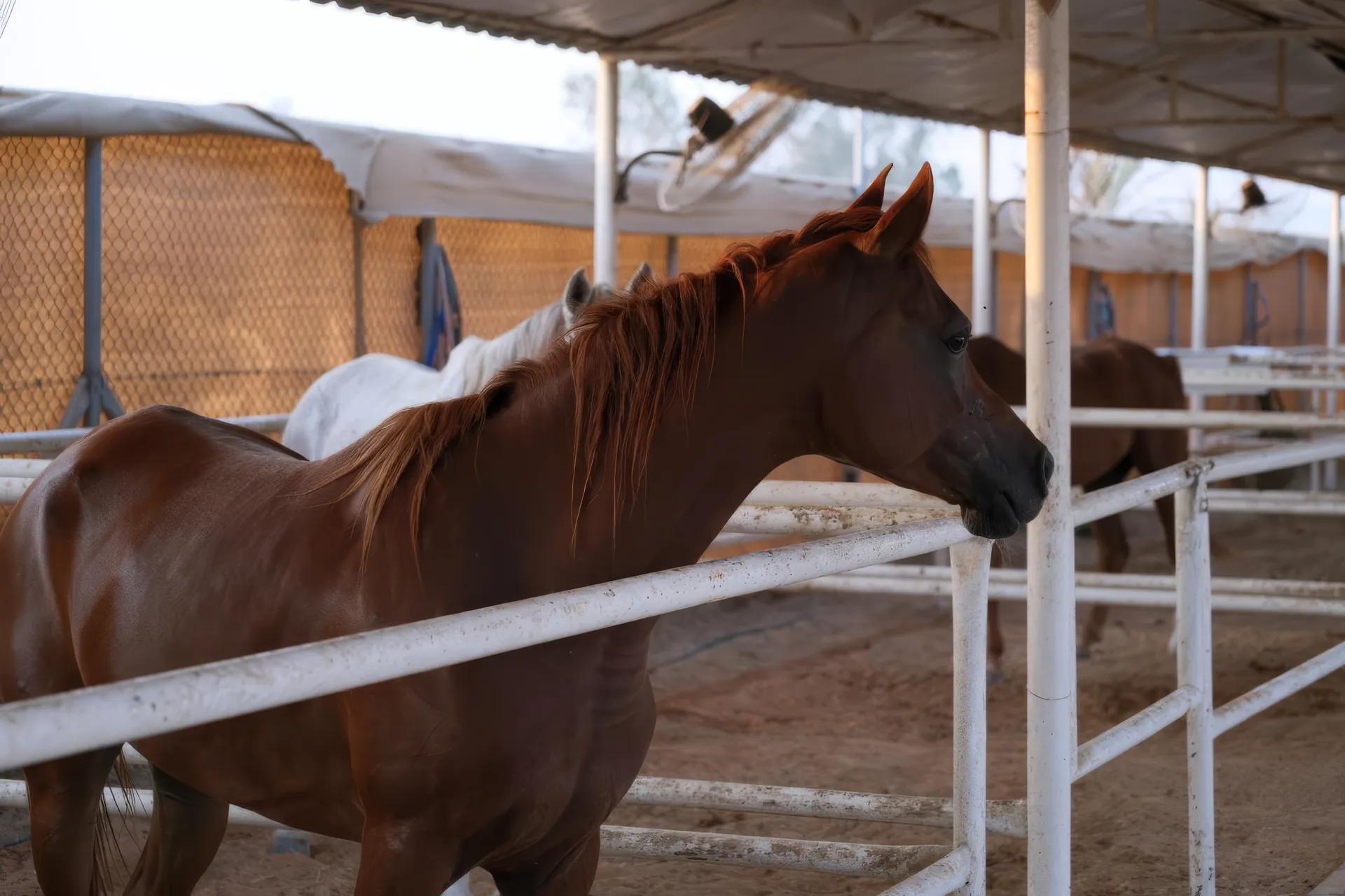 Desert trail ride